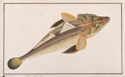 Poisson plat, de dessins de poissons de Malacca, c.1805-18 - Chinese School